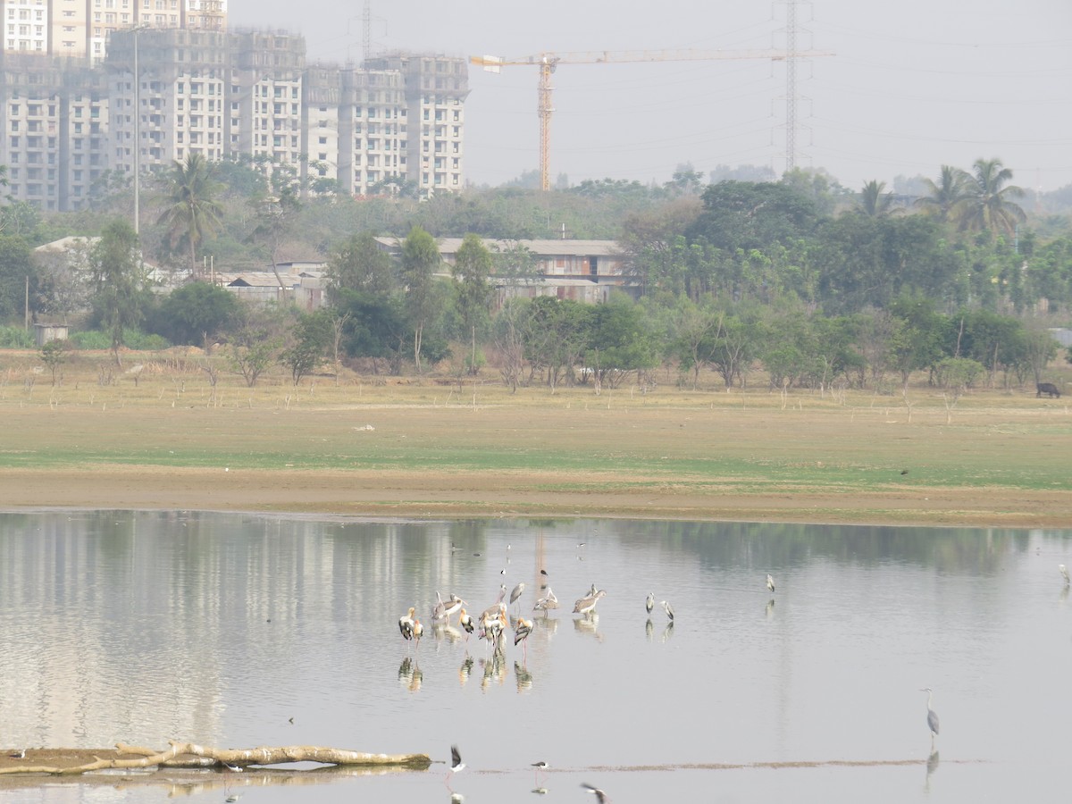 Painted Stork - ML617517605