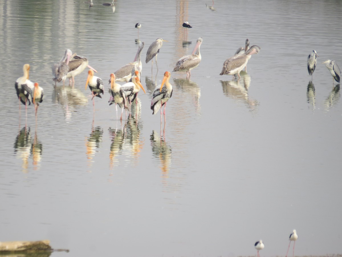 Spot-billed Pelican - ML617517608