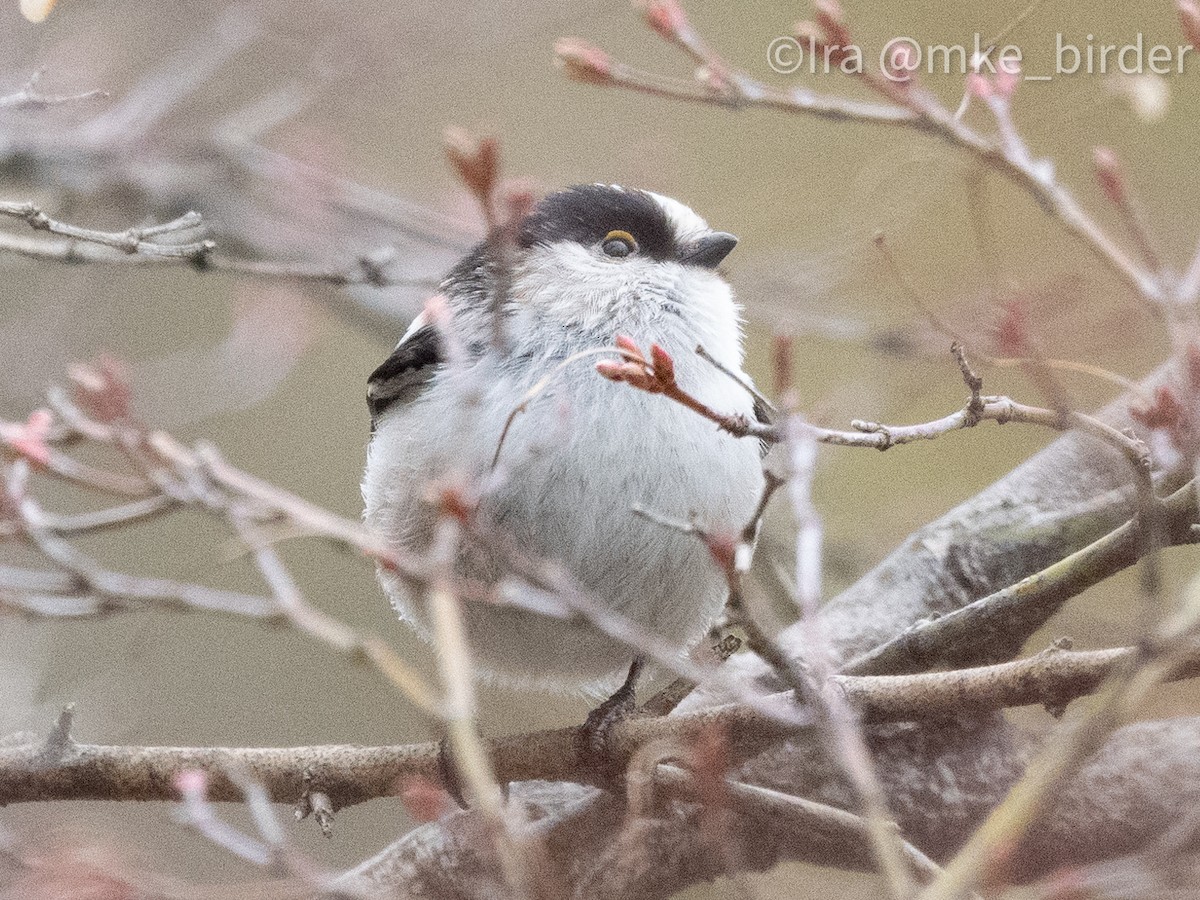 Long-tailed Tit (europaeus Group) - ML617517611