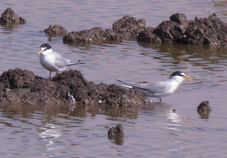 Little Tern - ML617517650