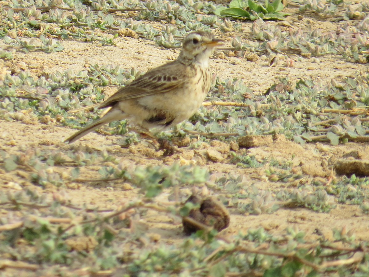 pipit sp. - ML617517651