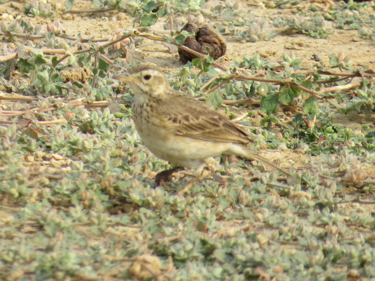 pipit sp. - ML617517657