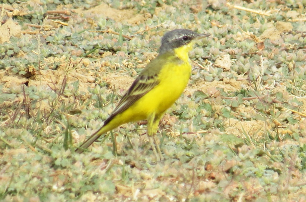 Western Yellow Wagtail - ML617517666