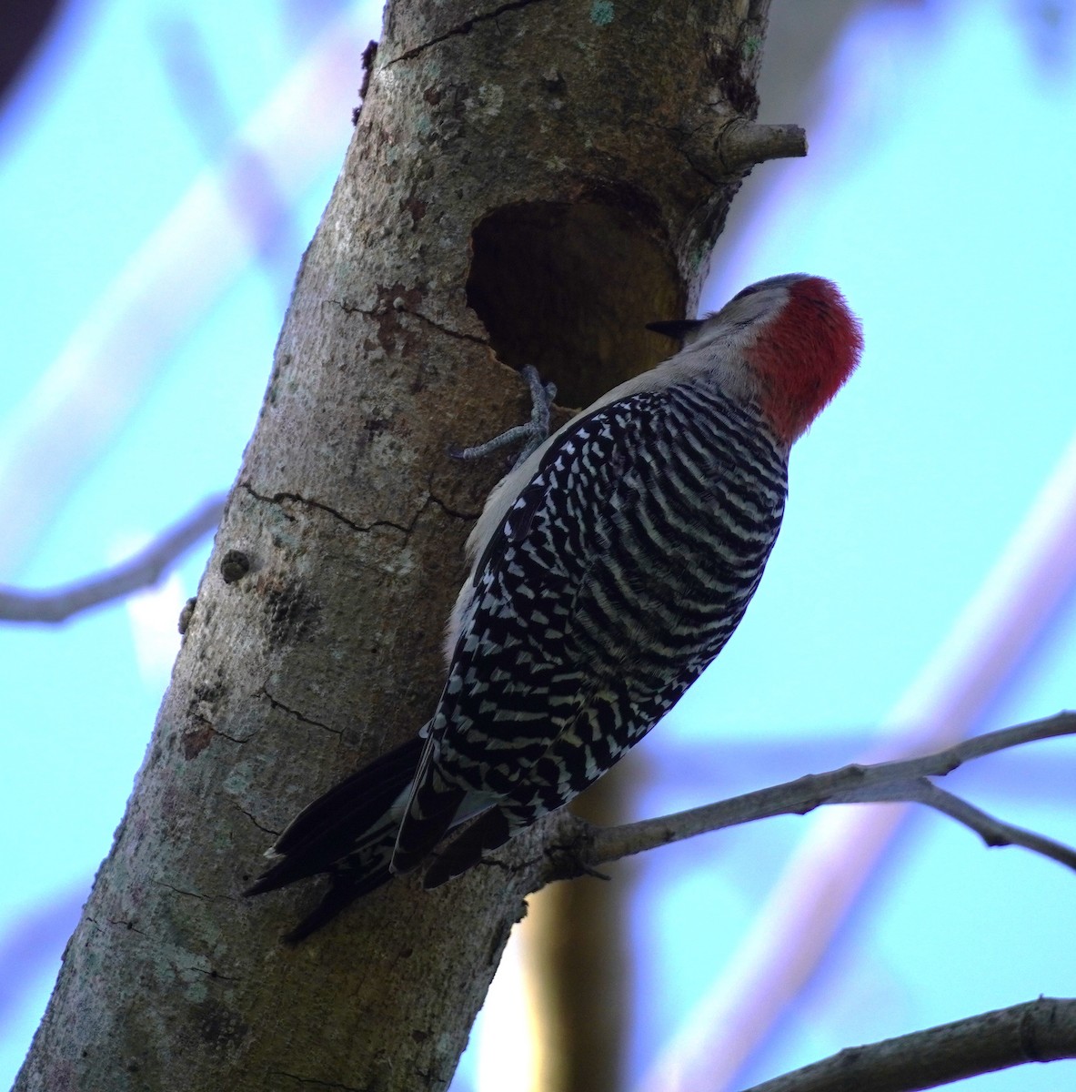 Red-bellied Woodpecker - ML617517727
