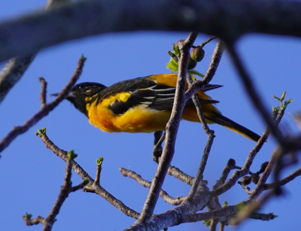 Baltimore Oriole - ML617517736