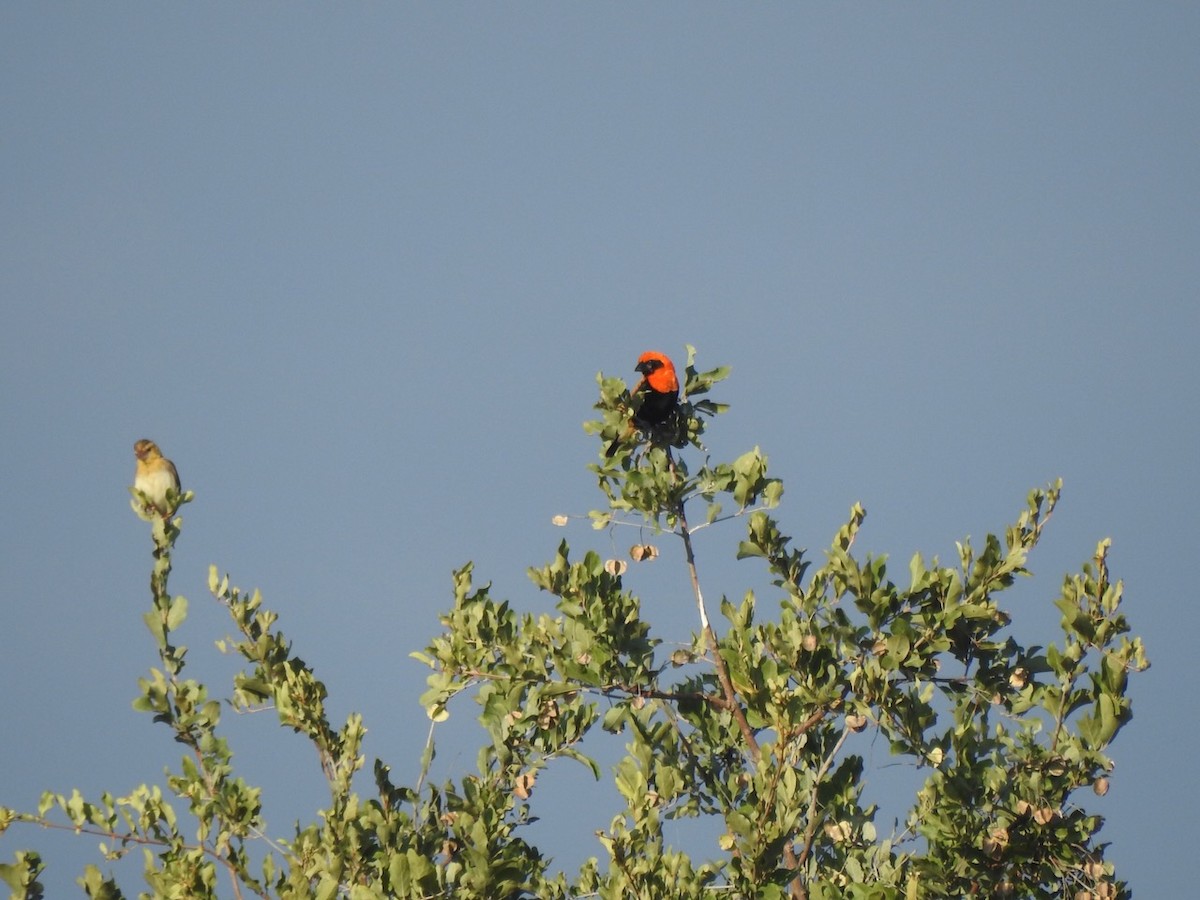 Black-winged Bishop - ML617517757