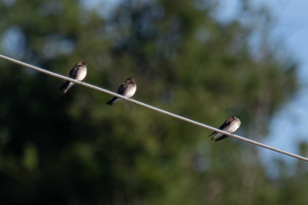 Northern Rough-winged Swallow - ML617517762