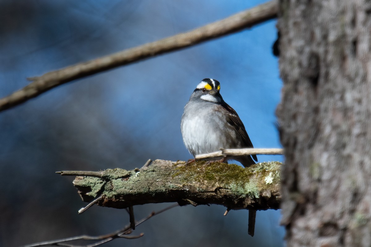 White-throated Sparrow - ML617517779