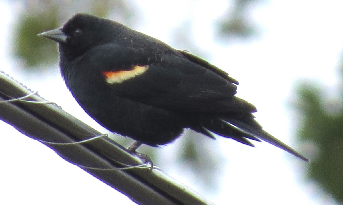 Red-winged Blackbird - ML617517810
