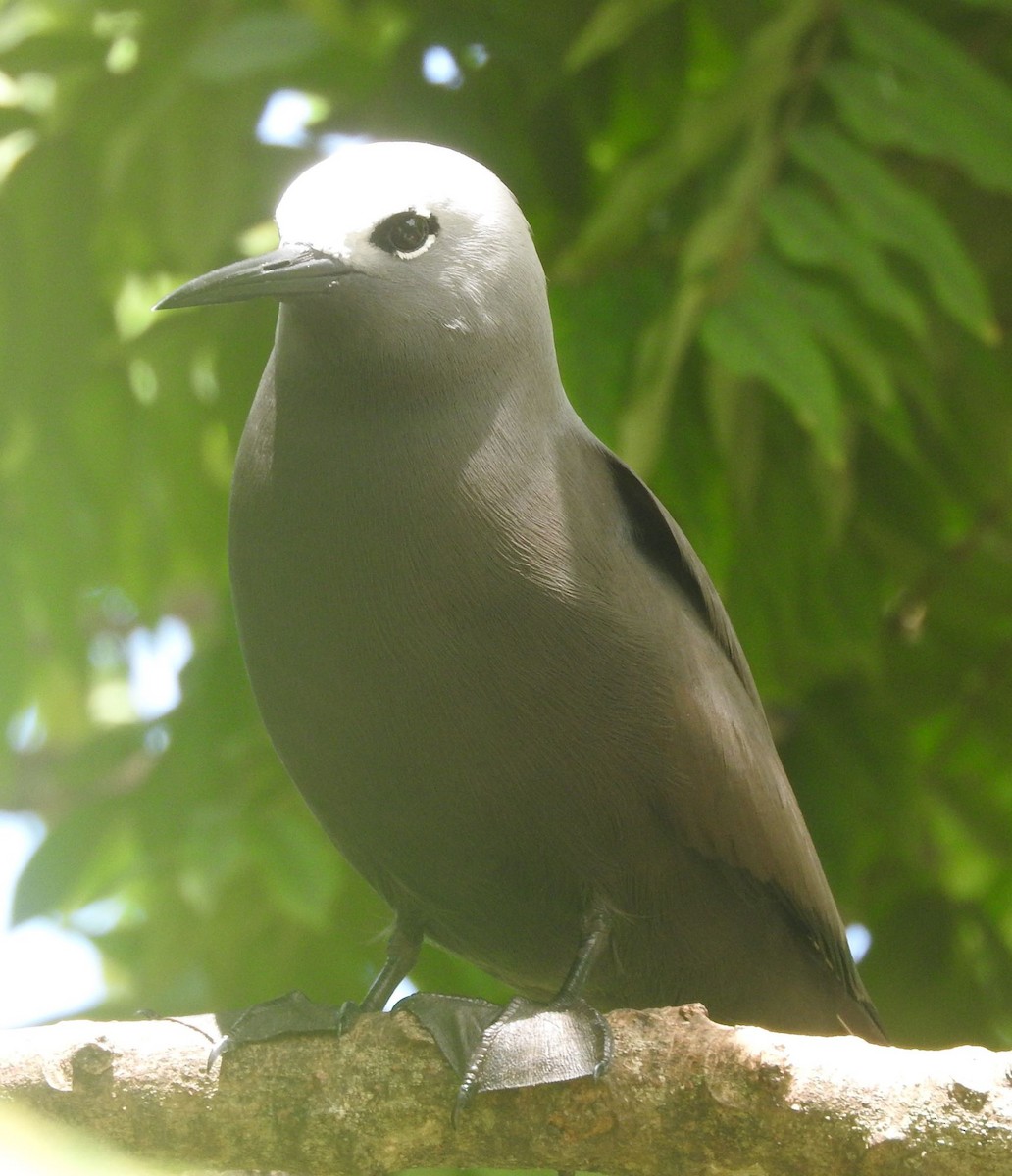 Lesser Noddy - ML617517811