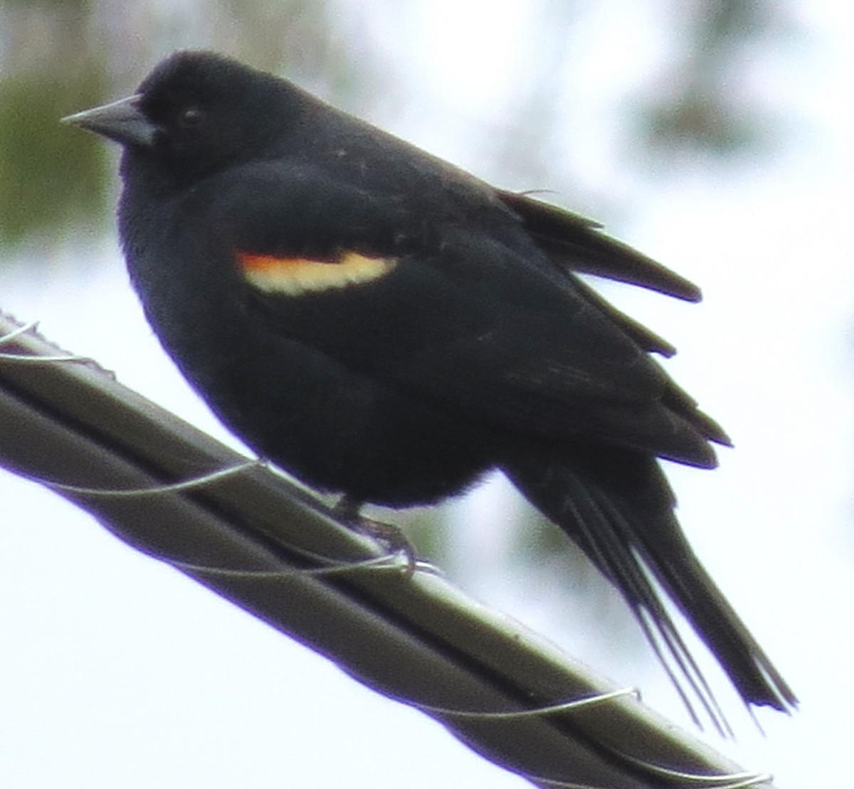 Red-winged Blackbird - ML617517819