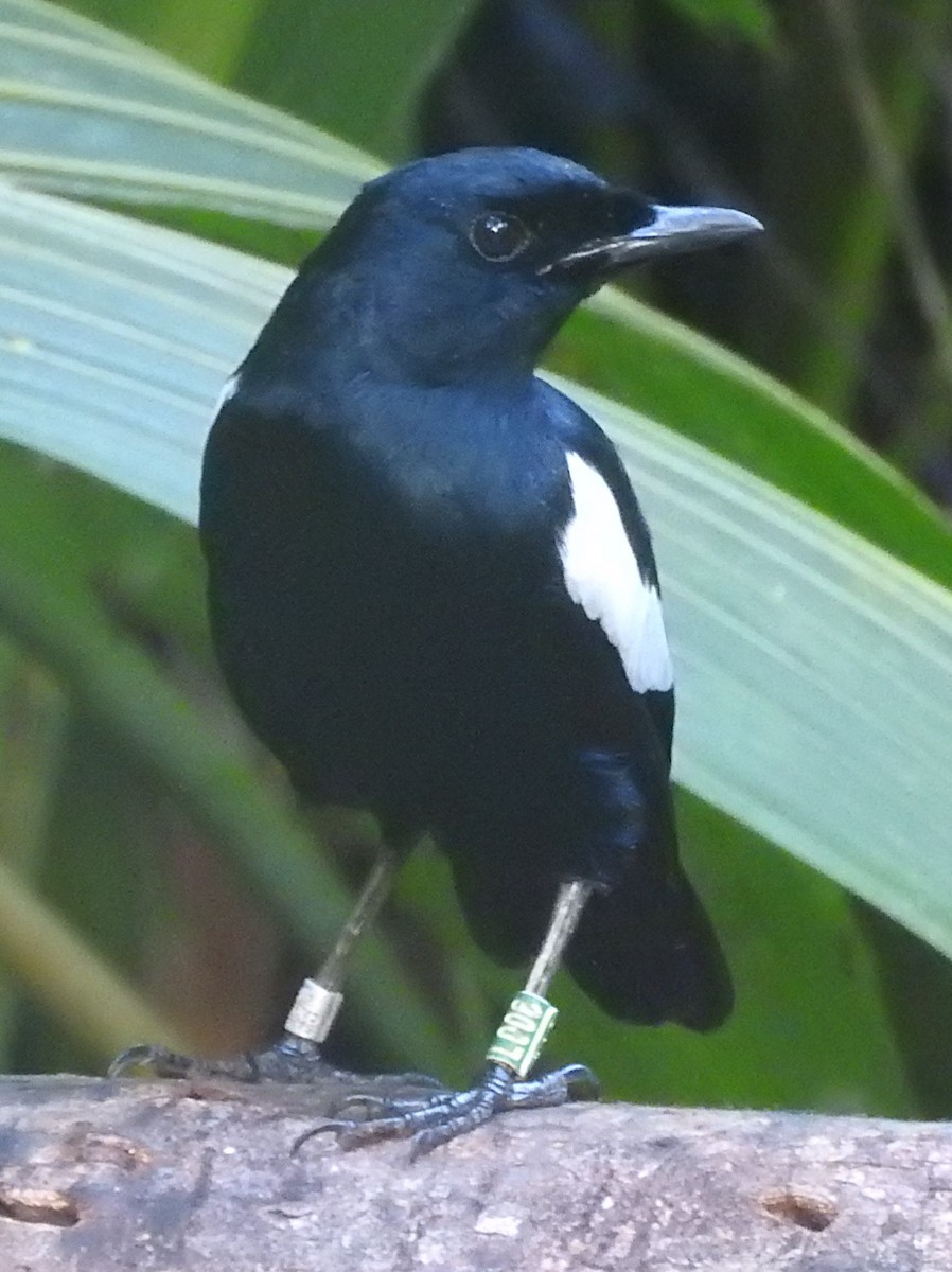 Seychelles Magpie-Robin - ML617517828