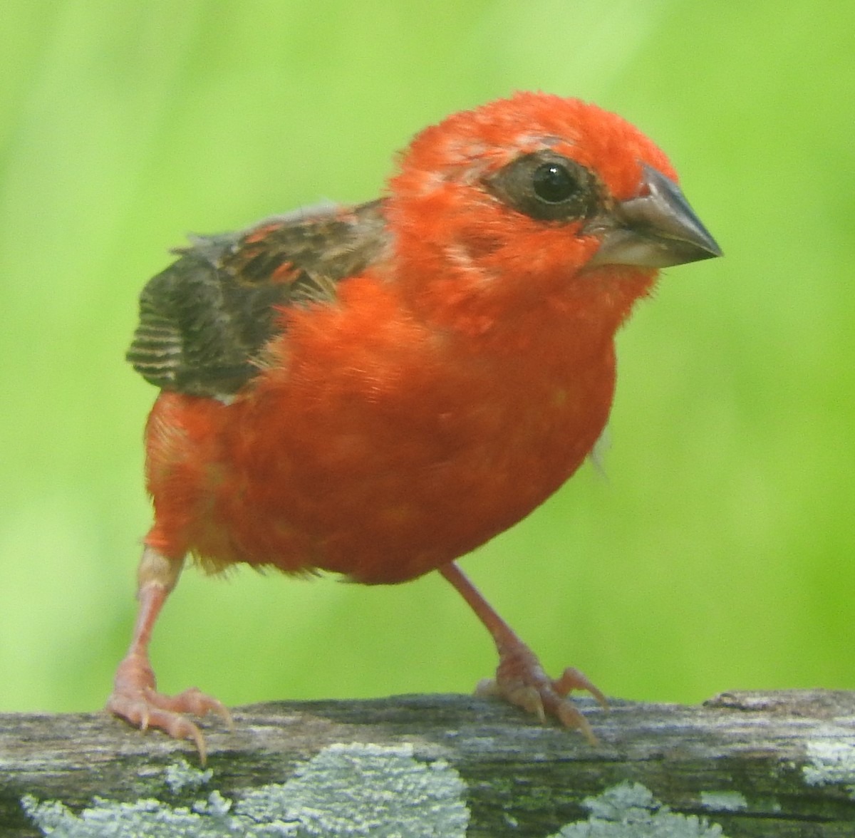 Red Fody - ML617517833