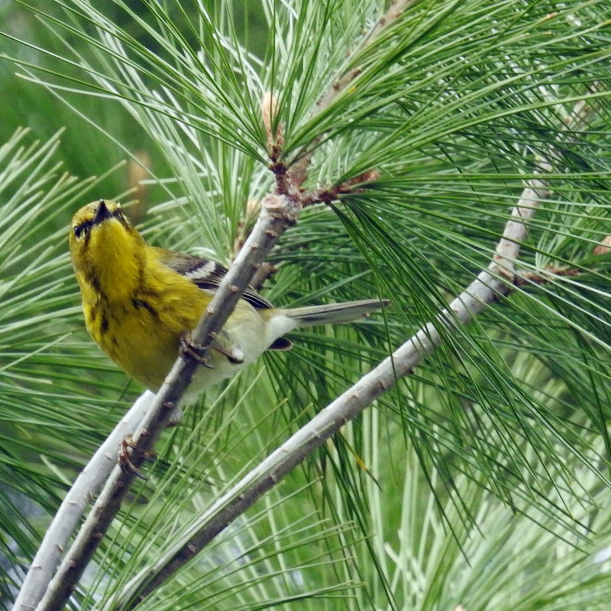 Pine Warbler - ML617517855