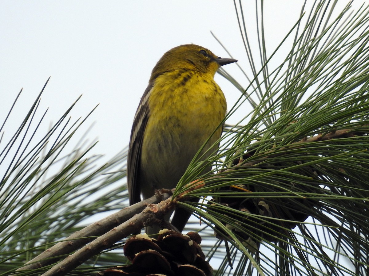 Pine Warbler - ML617517856