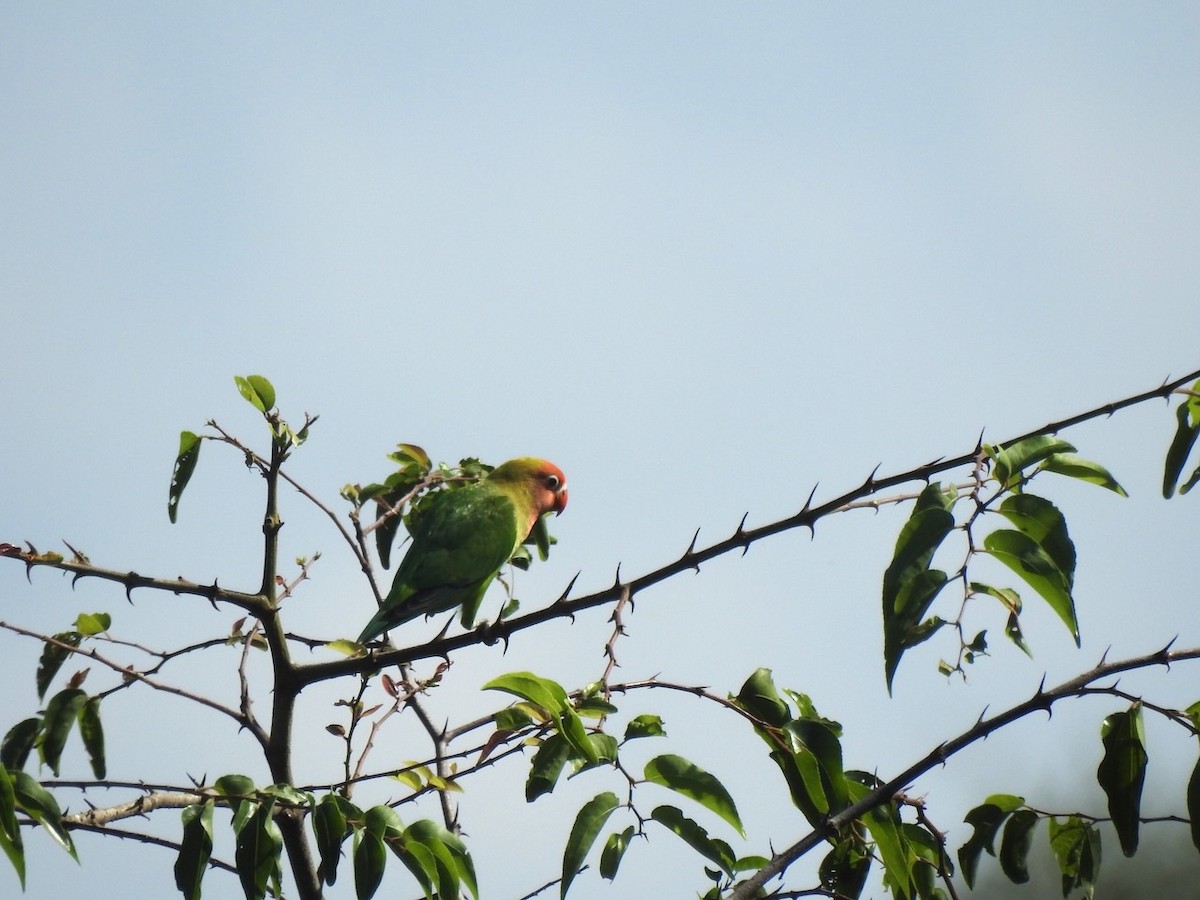 Lilian's Lovebird - ML617517880