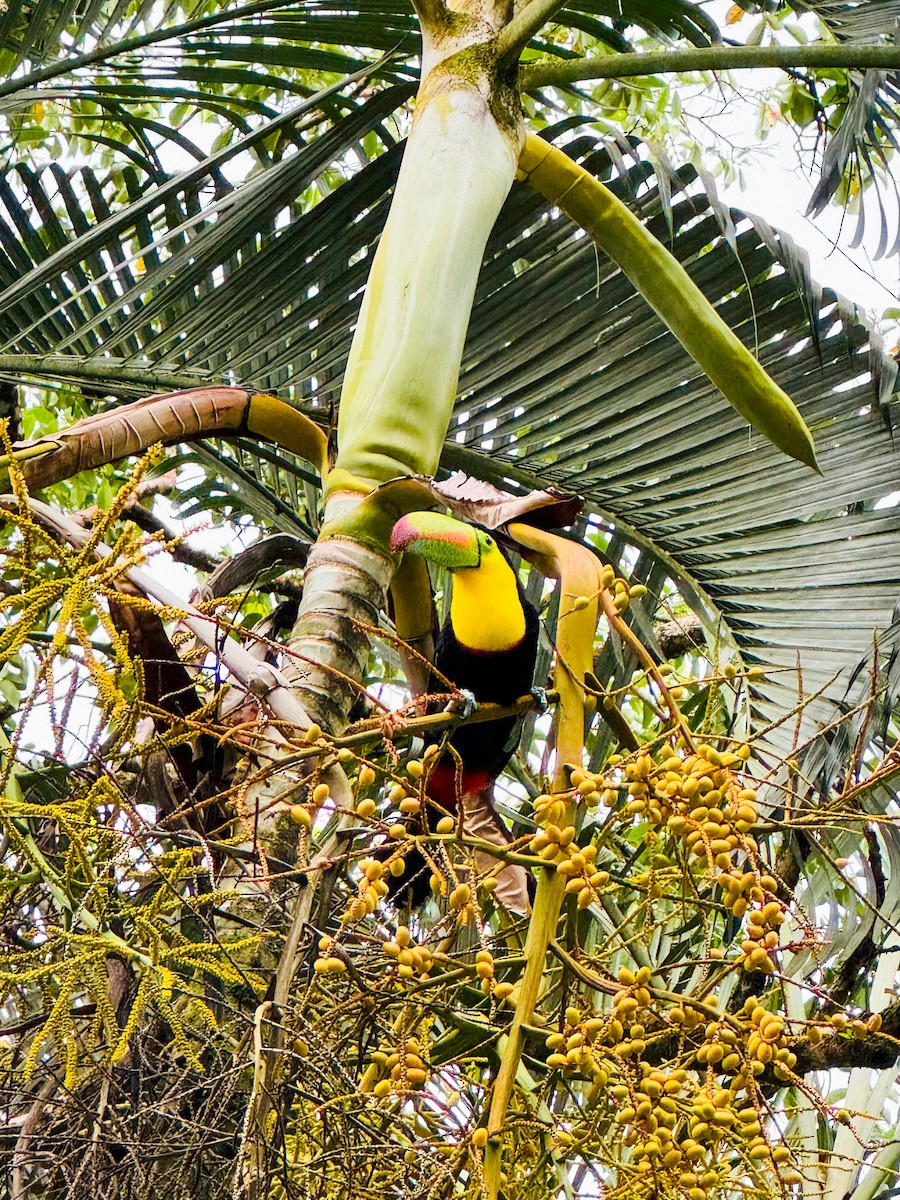 Keel-billed Toucan - ML617517927