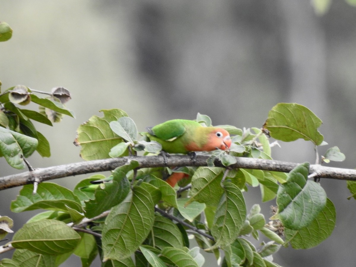 Lilian's Lovebird - ML617517942