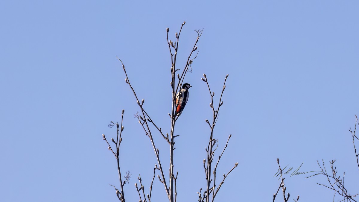 Great Spotted Woodpecker - ML617517944