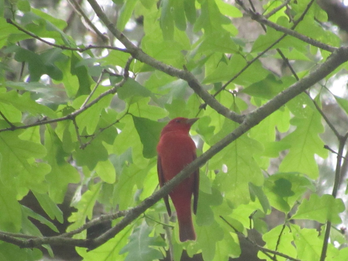 Summer Tanager - ML617517945