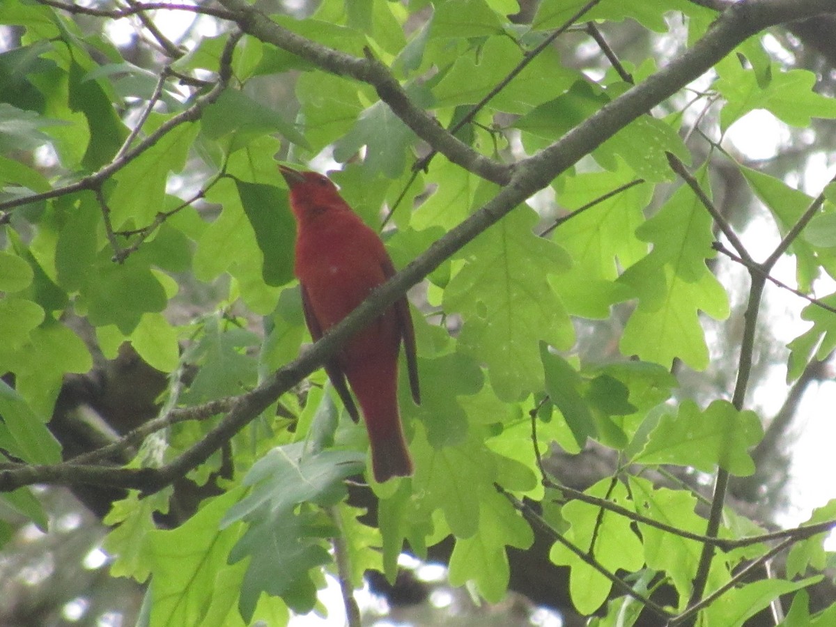 Summer Tanager - ML617517947