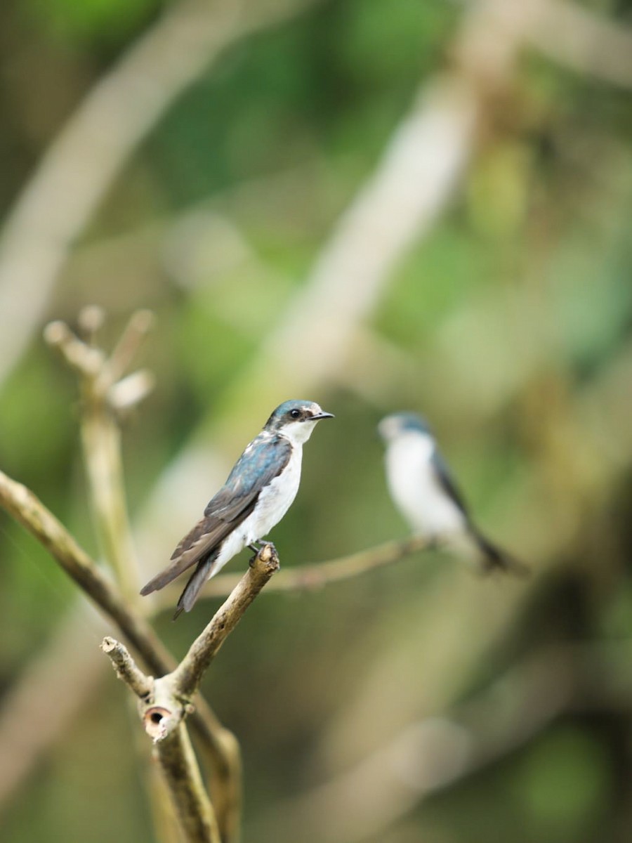 Mangrove Swallow - ML617517950