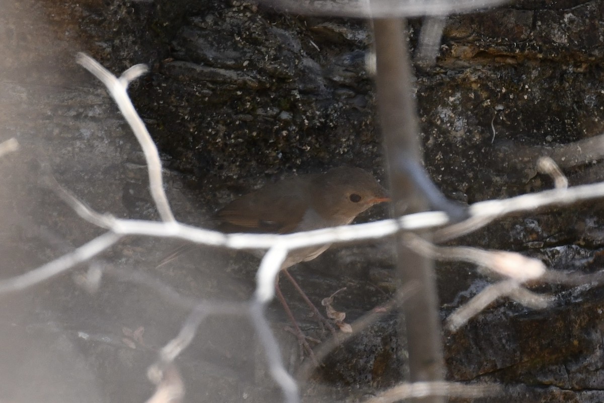 Orange-billed Nightingale-Thrush - ML617517971