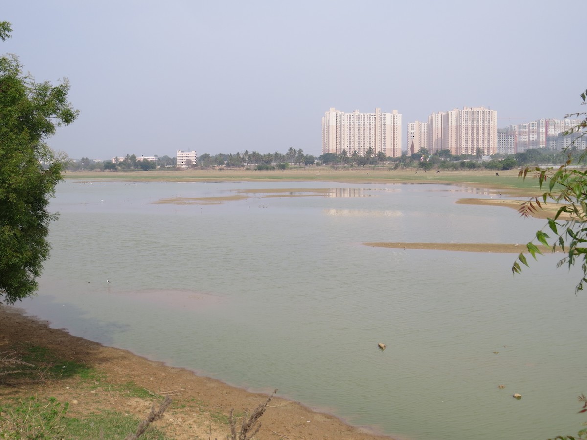 Common Greenshank - ML617517975