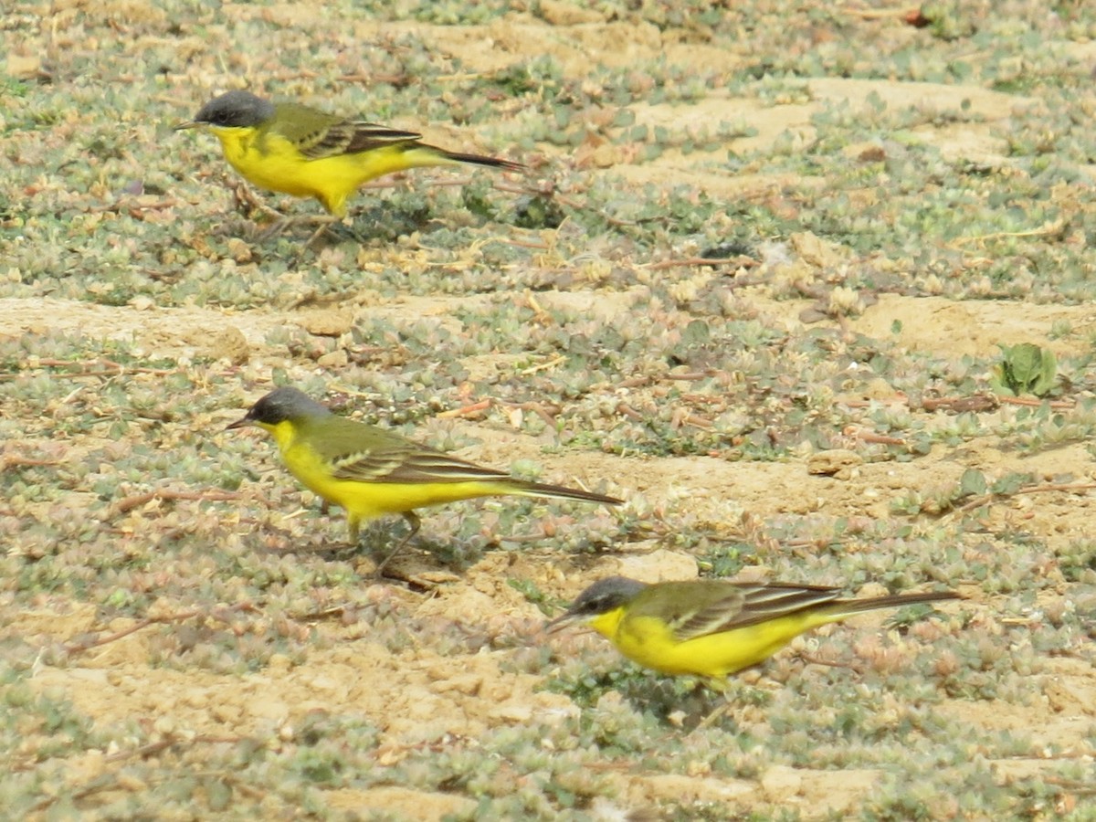 Western/Eastern Yellow Wagtail - ML617517988