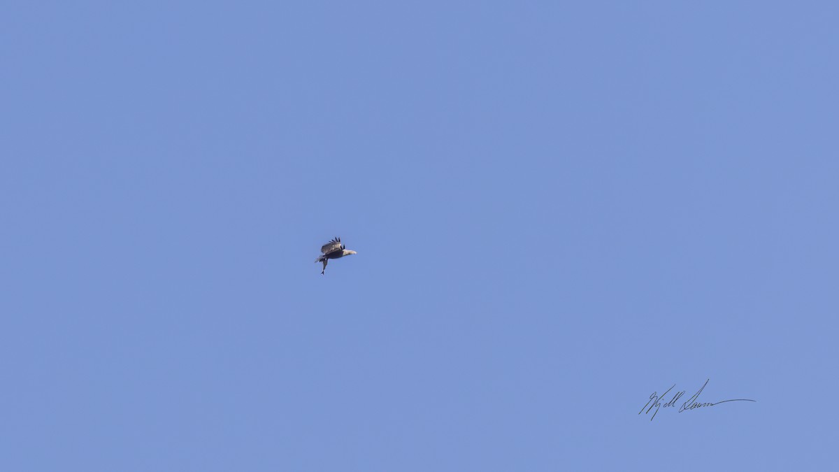 White-tailed Eagle - ML617517993