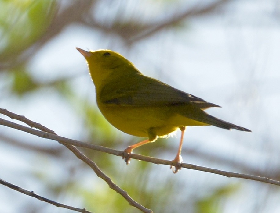 Wilson's Warbler - ML617518008