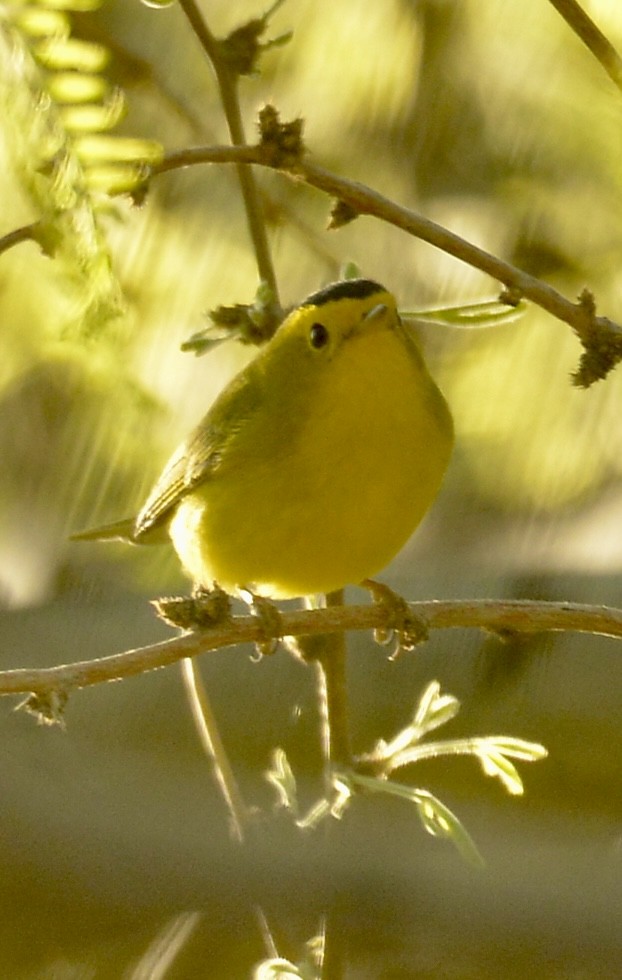 Wilson's Warbler - ML617518009