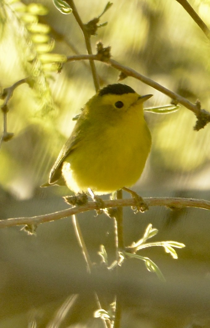 Wilson's Warbler - ML617518010