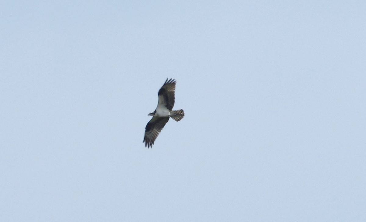 Osprey - chuck gehringer