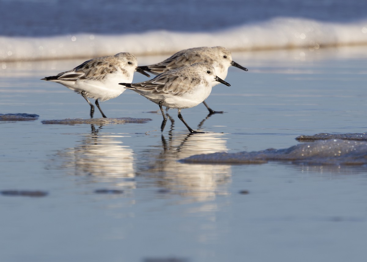 Bécasseau sanderling - ML617518083