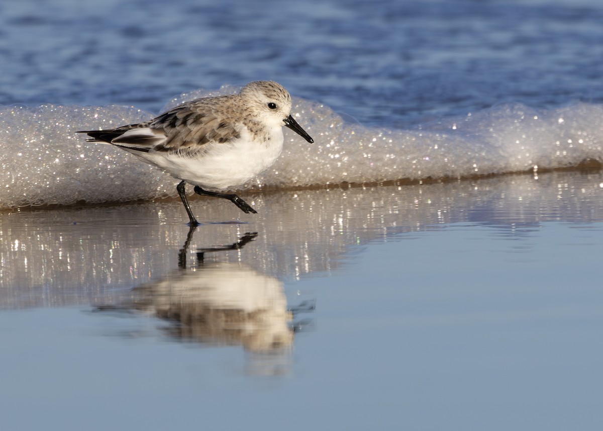 Bécasseau sanderling - ML617518087