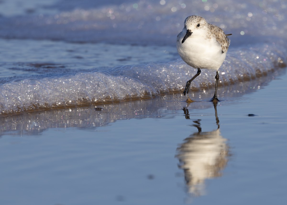 Bécasseau sanderling - ML617518090