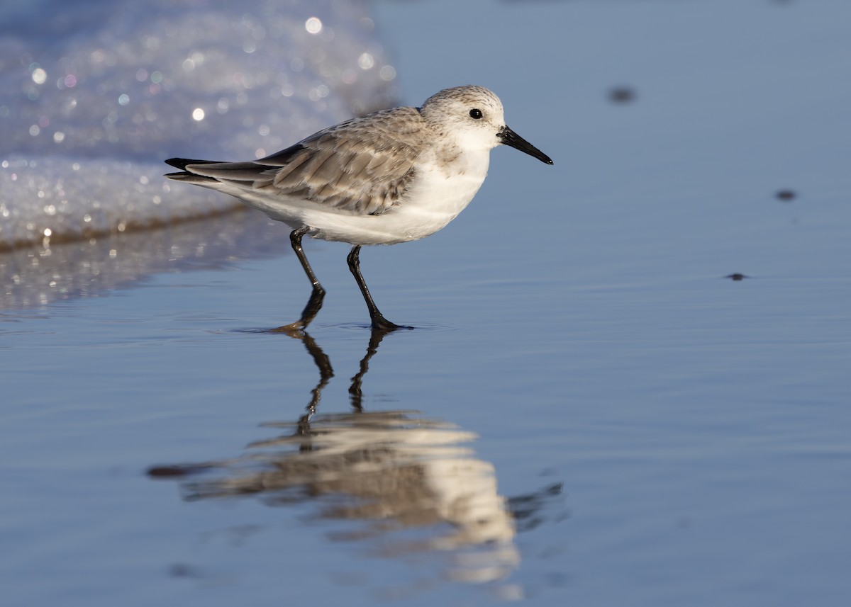 Bécasseau sanderling - ML617518092