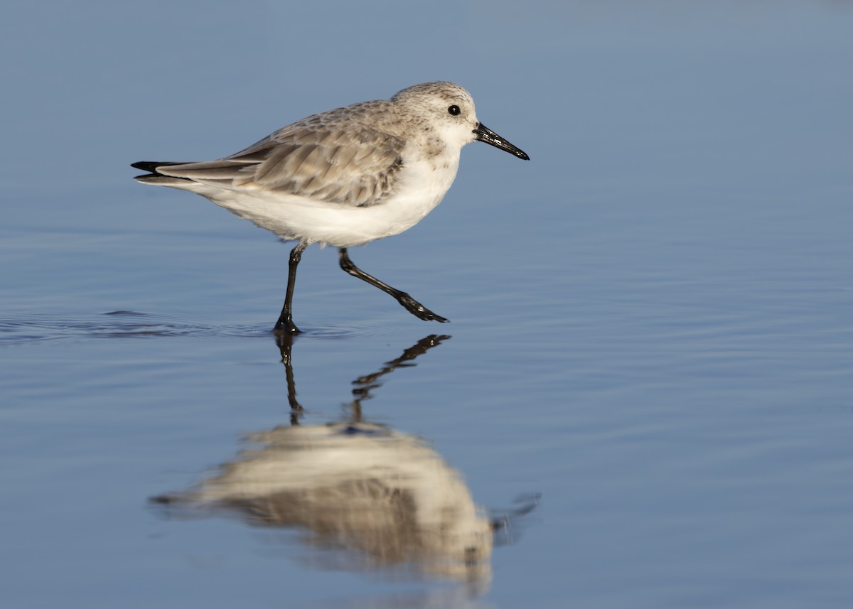 Bécasseau sanderling - ML617518094