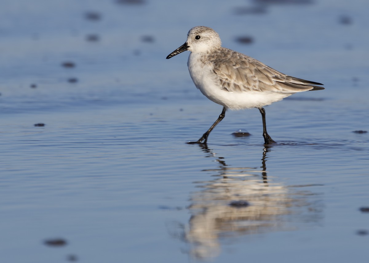 Bécasseau sanderling - ML617518102