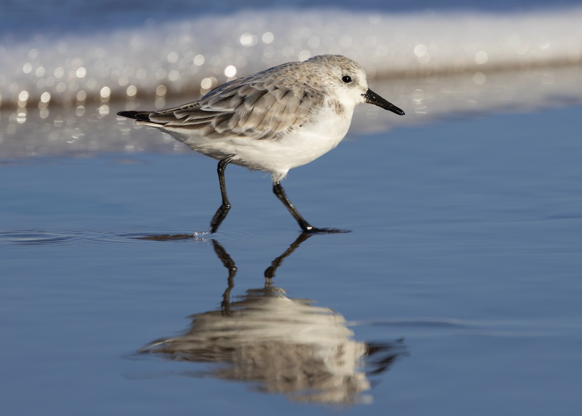 Bécasseau sanderling - ML617518103