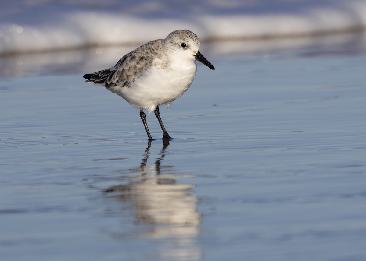 Bécasseau sanderling - ML617518106