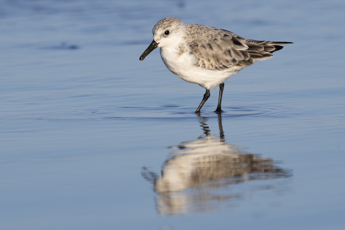 Bécasseau sanderling - ML617518110