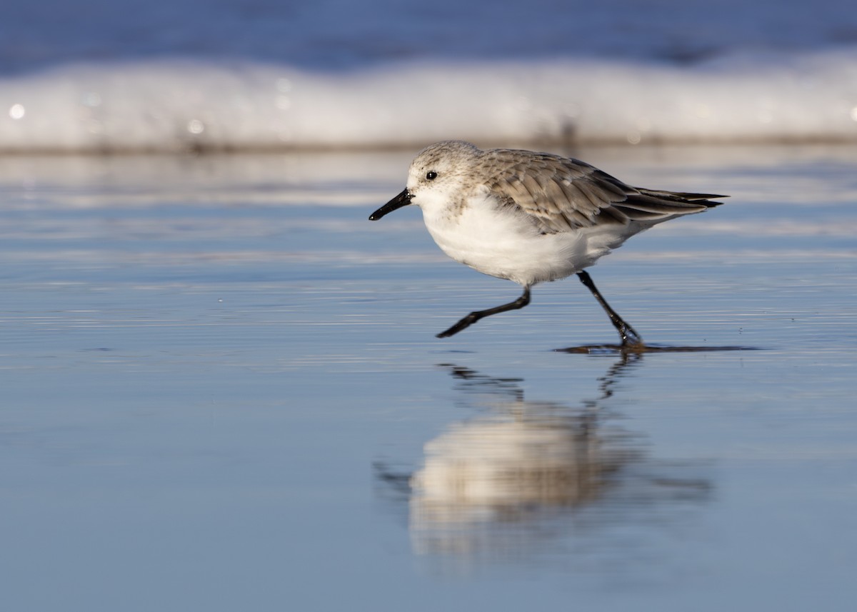 Bécasseau sanderling - ML617518125