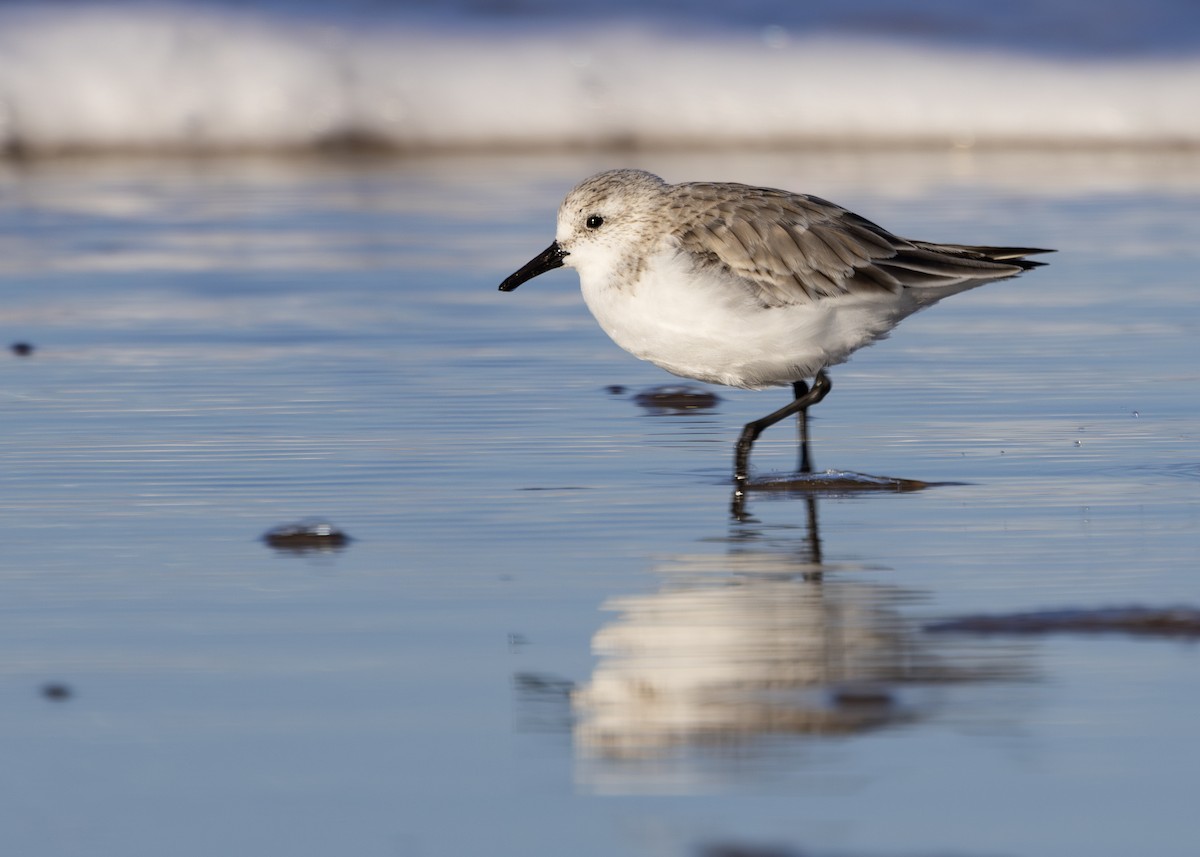 Bécasseau sanderling - ML617518130