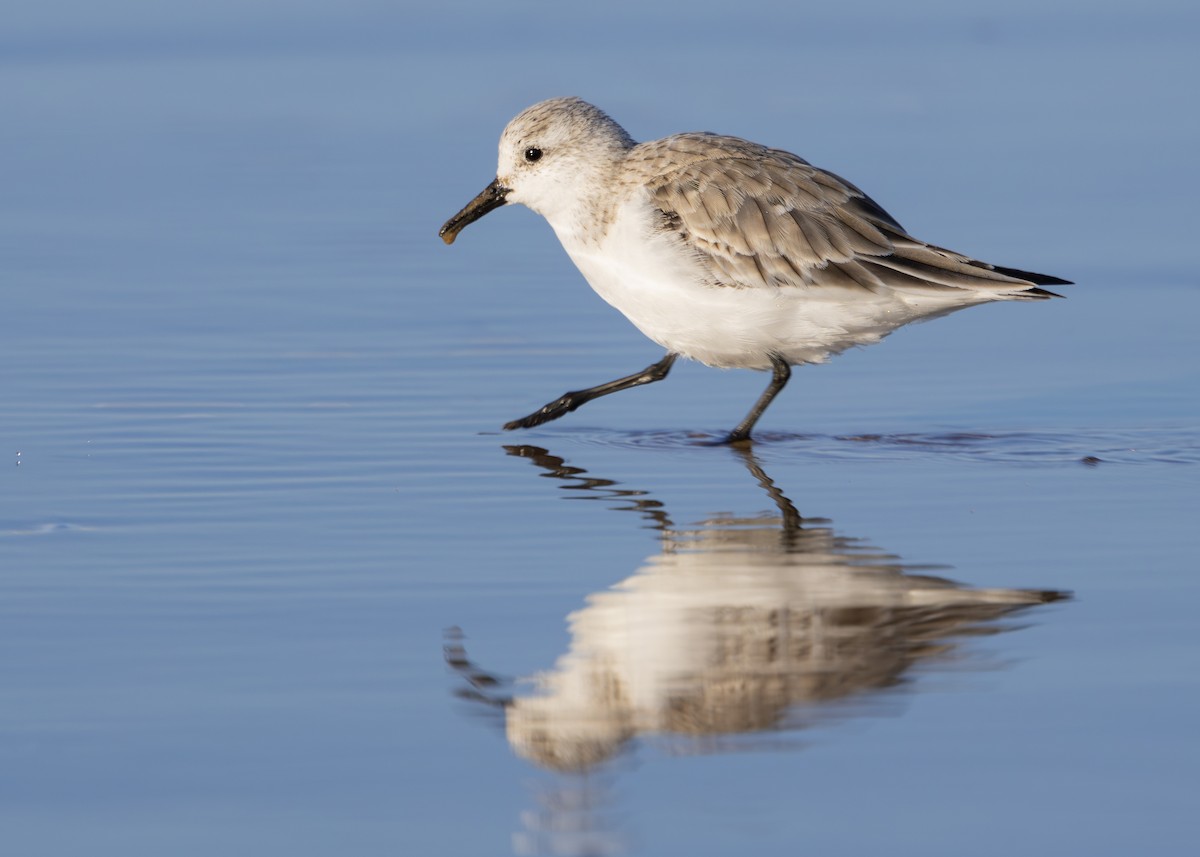 Bécasseau sanderling - ML617518142