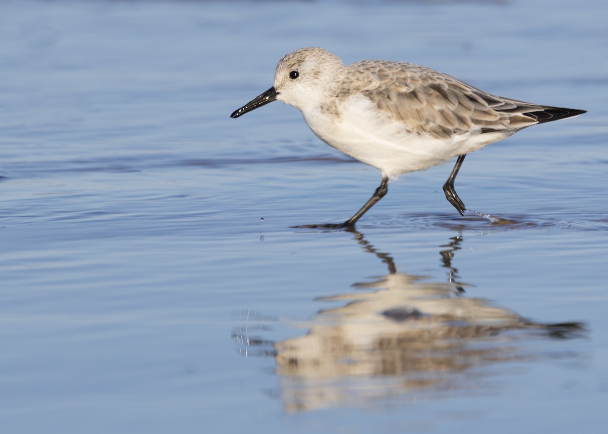 Sanderling - Nathaniel Dargue