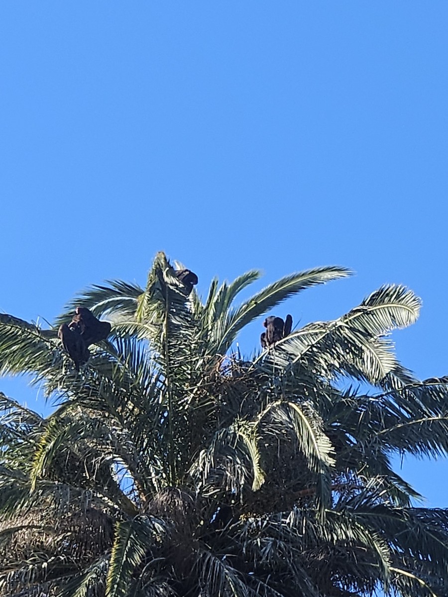 Turkey Vulture - ML617518147