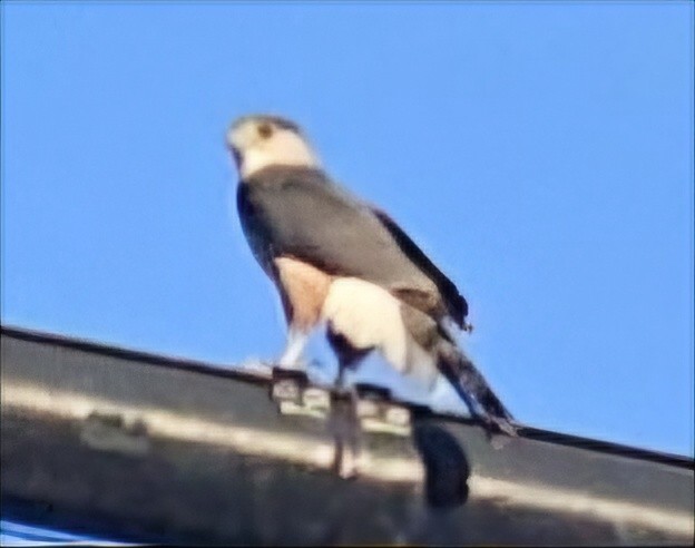 Cooper's Hawk - ML617518175