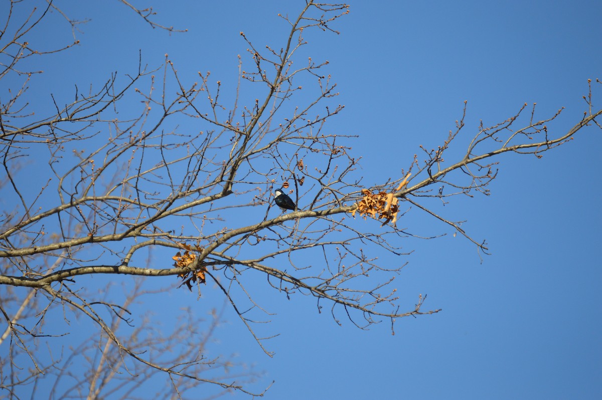 Tree Swallow - ML617518186